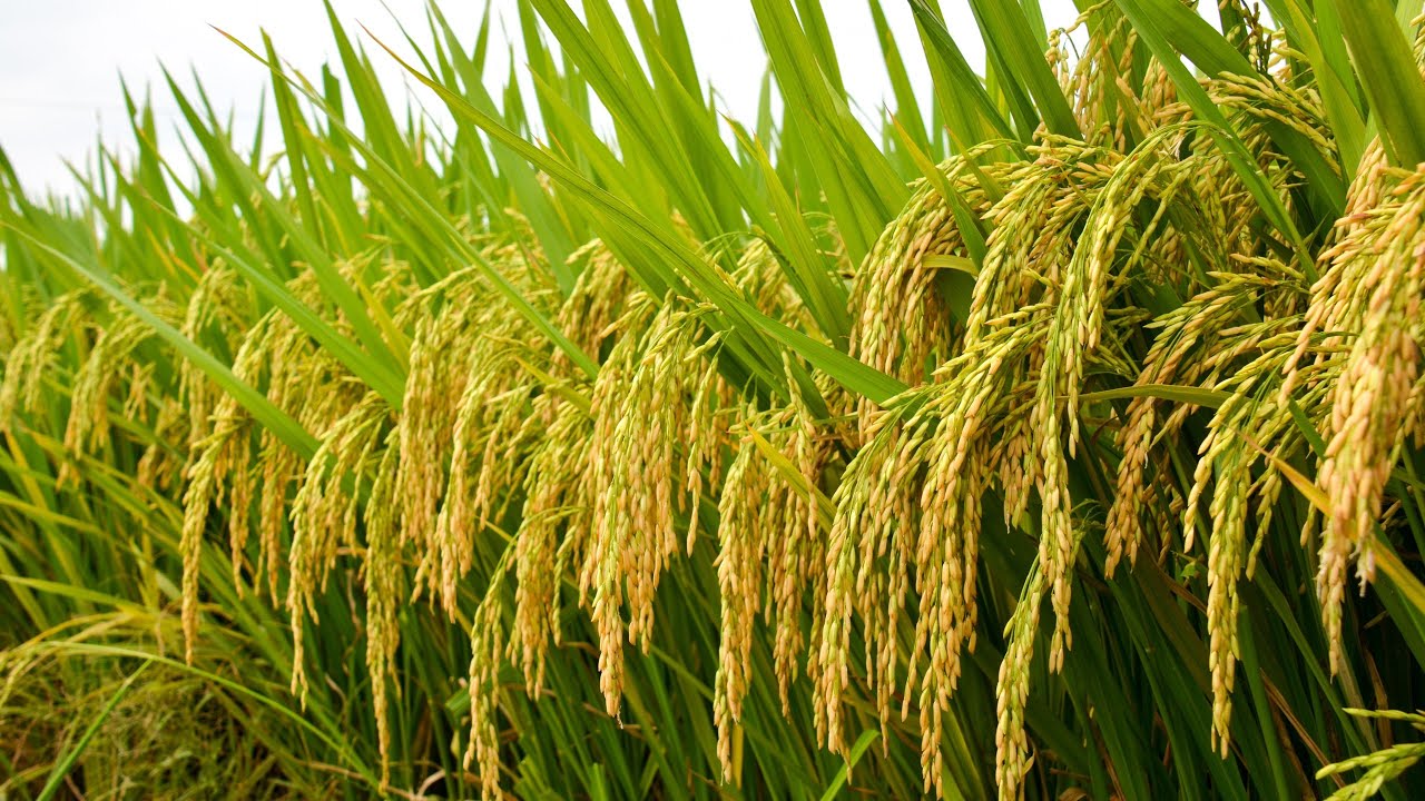 Kỳ vọng xuất khẩu gạo tăng vào quý cuối của năm 2021